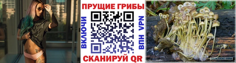 Галлюциногенные грибы Psilocybe Чаплыгин